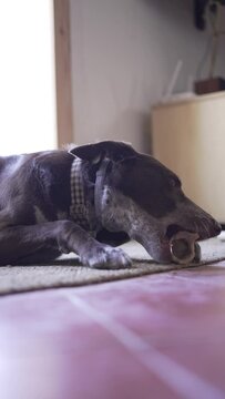 Detail of a dog on a jute rug eating a bone. But a mixture of podenco and braco, brown with white spot on head and chest.