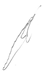 Pencil Scribble on Transparent Background © _samdraws