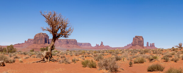 Petrified Tree in  Monument Valley - Panorama