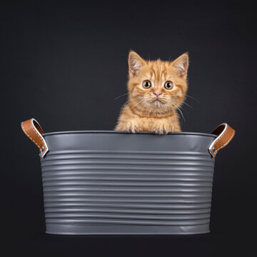 Cute little red British Shorthair cat kitten, sitting in grey bucket. Looking over edge towards camera. Isolated on a black background.