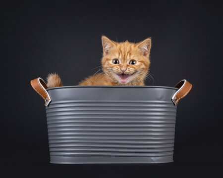 Cute little red British Shorthair cat kitten, sitting in grey bucket. Looking over edge towards camera meowing. Isolated on a black background.