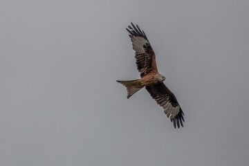red kite a large bird of prey in flight