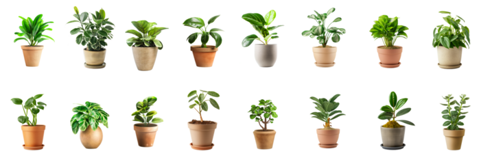 Collection of house plants with pots isolated white or transparent background