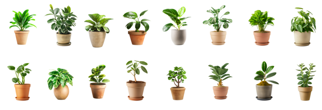 Collection of house plants with pots isolated white or transparent background - Powered by Adobe