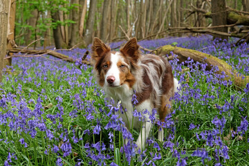 A tri red merle border collie standing in a woodland filled with bluebells.