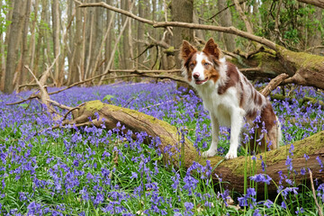 A tri red merle border collie standing on a log, in woodland filled with bluebells.