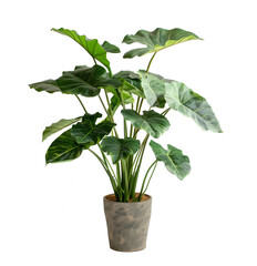 Philodendron in a pot, houseplant transparent background, with shadow, plant in a pot	
