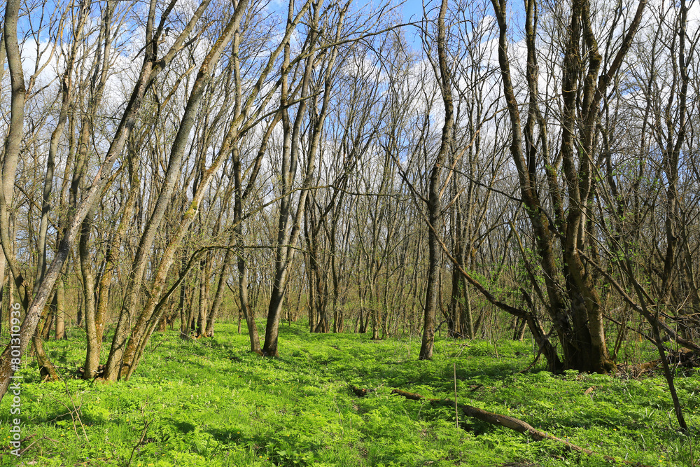 Wall mural wild spring forest