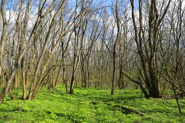 wild spring forest