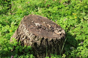 old tree stump in spring forest