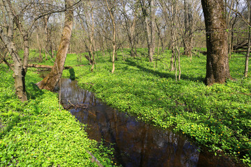 brook in spring forest