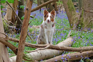 A tri red merle border collie standing on a log, in woodland filled with bluebells.