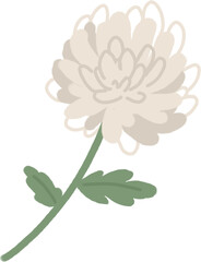 white chrysanthemum flower