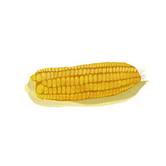 peeled ripe corn isolated on png transparant background 
