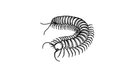 A realistic centipede drawn in a continuous single line style