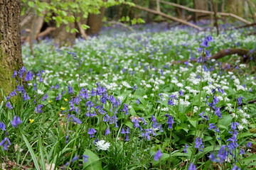 Fototapeta premium A carpet of bluebells and wild garlic on the woodland floor during the spring.
