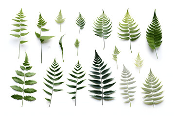 Obraz premium Set of succulent leaves from various species, featuring thick, fleshy parts adapted to store water, isolated on a white background Generative Ai,