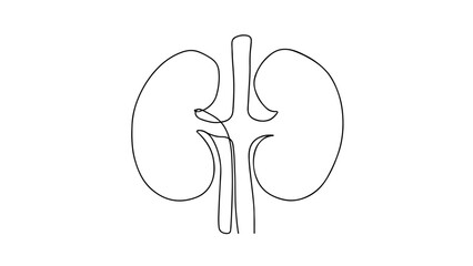 Minimalist continuous line drawing of human kidneys