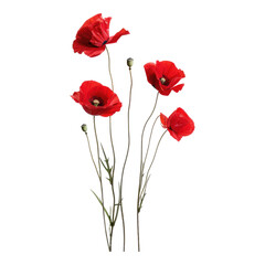 Obraz premium Red poppies as a symbol of hope isolated on transparent background