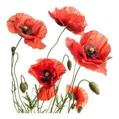Naklejka premium Red poppies as a symbol of hope isolated on transparent background