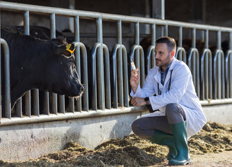 Veterinarian preparing vaccine for cattle in cowshed