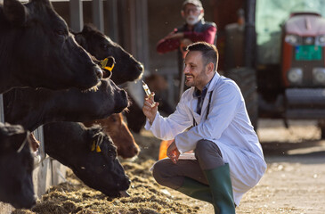 Veterinarian preparing vaccine for cattle in cowshed