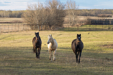 Horses trio in a Saskatchewan pasture at golden hour