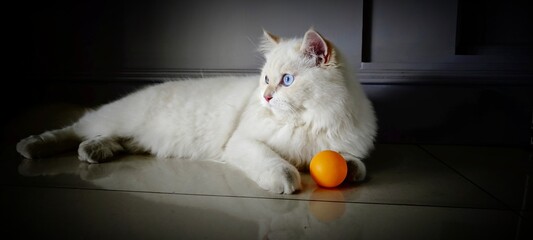 White Persian cat playing with a ball, Kitten blue eyes.