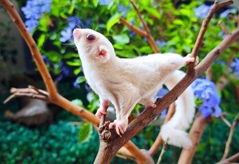 Creamino sugar glider on the branch, Back ground flowers.