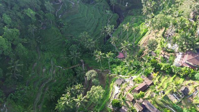 Aerial drone footage of rice terrace in Ubud, Bali, Indonesia