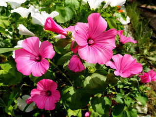 lavatera flower.  Pink flowers. Beautiful garden flower, genus of grasses, shrubs, some trees of the malvaceous family.Lavatera - pink flower blooms in the summer in the garden. wild rose, petunia