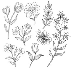 illustration set flowers and leaves, hand drawn line art sketches, collection