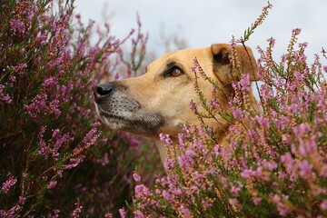 Head portrait of a brown mixed breed in a heather field