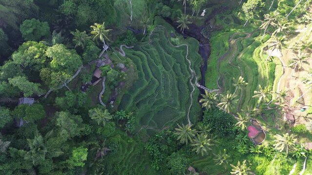 Aerial drone footage of rice terrace in Ubud, Bali, Indonesia