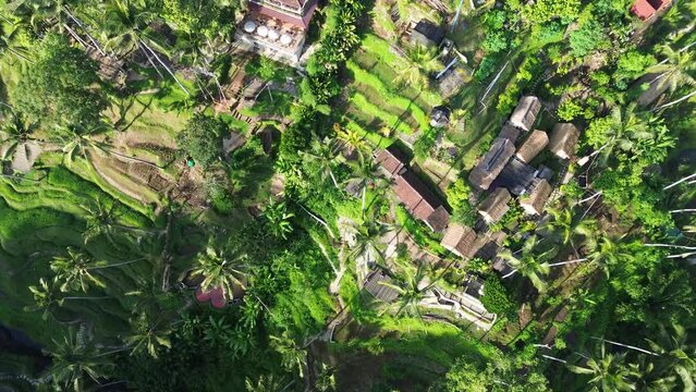 Aerial drone footage of rice terrace in Ubud, Bali, Indonesia