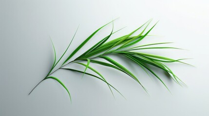 blade of grass on a white background