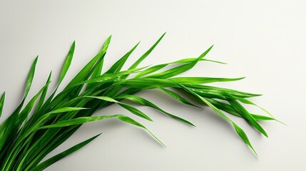 blade of grass on a white background