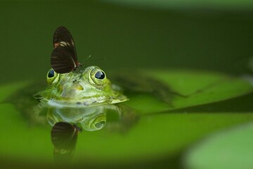 butterfly standing on a frog head