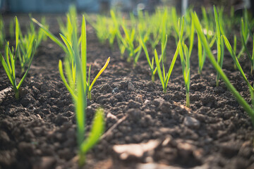 Garlic sprouts growing in rows in rich soil, illuminated by early morning light.