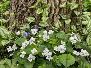 Blooming bush of violets. White violets.