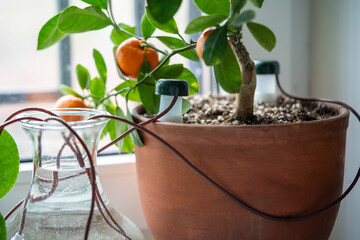 Self watering system. Drip irrigation system made of silicone tubing for potted Citrus plant in...