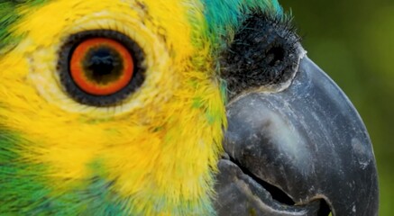 blue and yellow macaw ara ararauna.