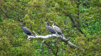 Trois cormorans sur une branche