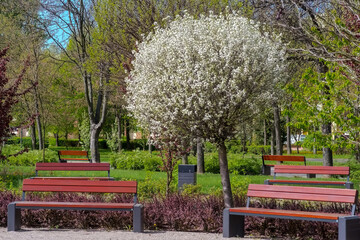 Mały park w mieście na wiosnę. Zielony zakątek wśród osiedla apartamentowców. Kwitnące drzewa, zielona trawa, ławki i brukowane ścieżki w małym parku.
