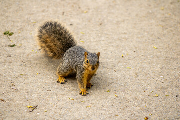 Baby Fox Squirrel on Walking Path
