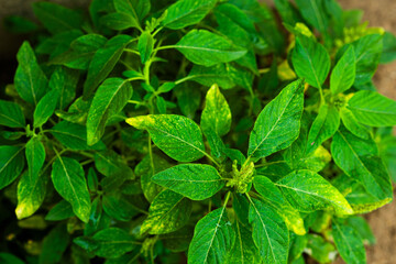 lush african spinach leaves with bright colors