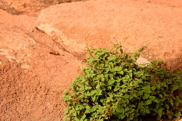 Red rough texture of a rock and a plant