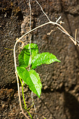 Newly sprouted ivy plant in a wall