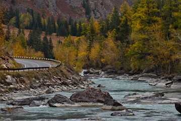 Russia. The South of Western Siberia, the Altai Mountains. Picturesque banks of the Chuya River near the village of Aktash, painted in yellow tones in late autumn.