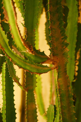 A close shot of a desert cactus with a pleasant green texture